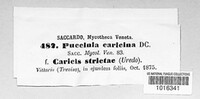 Puccinia carlinae image
